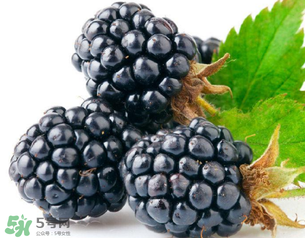 桑葚多少錢一斤？桑葚多少錢一斤2017？