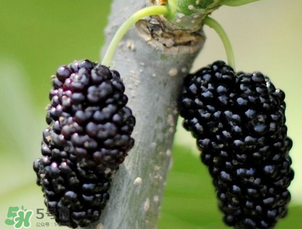 桑葚多少錢一斤？桑葚多少錢一斤2017？