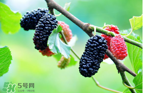 哪些人不能吃桑葚？桑葚什么人不能吃？