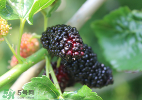 哪些人不能吃桑葚？桑葚什么人不能吃？