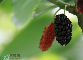 哪些人不能吃桑葚？桑葚什么人不能吃？