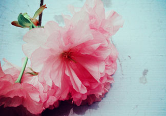 五月份還有櫻花嗎？日本5月份還有櫻花嗎？