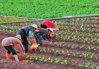 五月份種什么蔬菜？5月份適合種什么蔬菜？