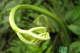 蕨苗能吃嗎？蕨苗可不可以吃？