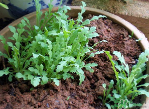 罌粟苗能當(dāng)菜吃嗎？罌粟苗可以當(dāng)菜吃嗎？