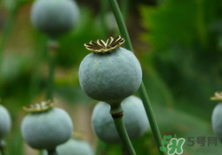 罌粟苗能當(dāng)菜吃嗎？罌粟苗可以當(dāng)菜吃嗎？