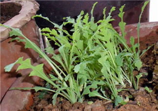 罌粟苗能當(dāng)菜吃嗎？罌粟苗可以當(dāng)菜吃嗎？