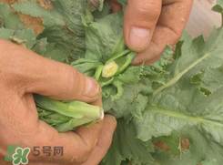 大煙苗能吃嗎？大煙苗能生吃嗎？