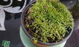 大煙苗能吃嗎？大煙苗能生吃嗎？