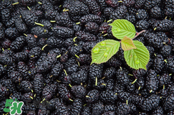 桑葚掉色嗎？桑葚為什么掉色？