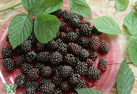 桑葚為什么有酒味？桑葚有酒味可以吃嗎？