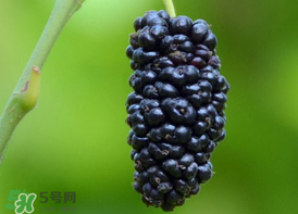 桑葚為什么有酒味？桑葚有酒味可以吃嗎？