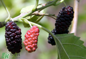 桑葚酸嗎？桑葚為什么酸？