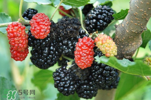 桑葚酸嗎？桑葚為什么酸？