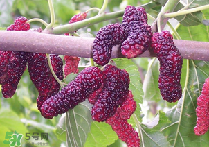 桑葚酸嗎？桑葚為什么酸？