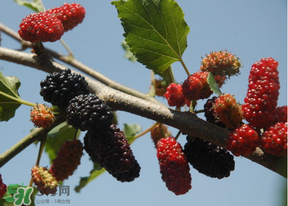 桑葚發(fā)霉了還能吃嗎？桑葚發(fā)霉了還能泡酒嗎？