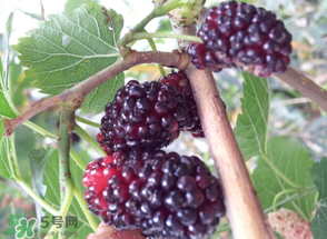 桑葚發(fā)霉了還能吃嗎？桑葚發(fā)霉了還能泡酒嗎？