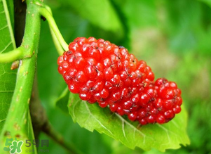 桑葚變紅了可以吃嗎？桑葚發(fā)紅可以吃嗎？