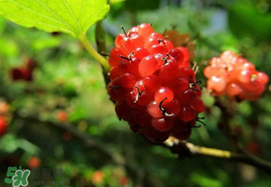 桑葚變紅了可以吃嗎？桑葚發(fā)紅可以吃嗎？