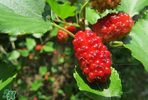 桑葚變紅了可以吃嗎？桑葚發(fā)紅可以吃嗎？