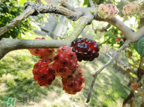 桑葚長毛了還能吃嗎？桑葚長白毛還能吃嗎？
