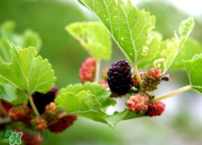 桑葚長毛了還能吃嗎？桑葚長白毛還能吃嗎？