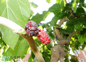 桑葚長毛了還能吃嗎？桑葚長白毛還能吃嗎？