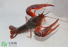 四月份能釣龍蝦嗎？4月份能釣龍蝦嗎？