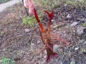 四月份能釣龍蝦嗎？4月份能釣龍蝦嗎？