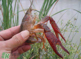 四月份能釣龍蝦嗎？4月份能釣龍蝦嗎？