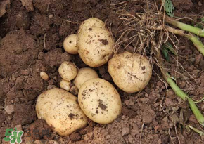 四月份可以種土豆嗎？4月份可以種土豆嗎？