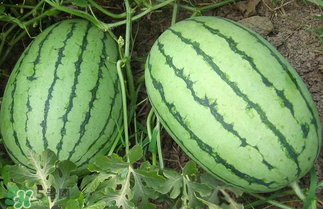 西瓜多少錢一斤？西瓜多少錢一斤2017？