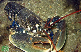 龍蝦多少錢一斤？龍蝦多少錢一斤2017？