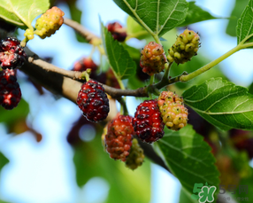 桑葚一天吃多少最好？桑葚一天吃多少合適？