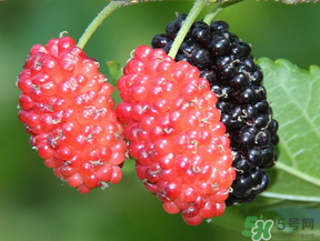 桑葚一天吃多少最好？桑葚一天吃多少合適？