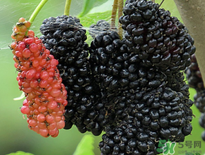 桑葚一天吃多少最好？桑葚一天吃多少合適？