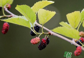 桑葚沒(méi)熟酸怎么辦？桑葚沒(méi)熟可以吃嗎？