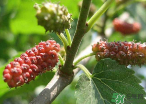 桑葚沒(méi)熟酸怎么辦？桑葚沒(méi)熟可以吃嗎？