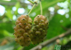 桑葚沒(méi)熟酸怎么辦？桑葚沒(méi)熟可以吃嗎？