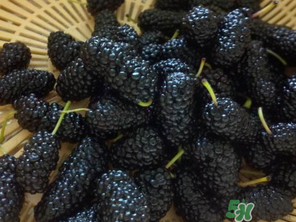 吃桑葚會(huì)拉黑便嗎？吃桑葚大便黑色怎么回事？