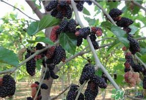 桑葚甜嗎？桑葚為什么不甜？