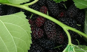 桑葚甜嗎？桑葚為什么不甜？