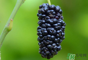 桑葚甜嗎？桑葚為什么不甜？