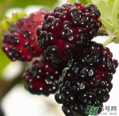 桑葚不甜怎么辦？桑葚不甜怎么變甜？