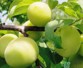 青梅什么時(shí)候成熟？青梅幾月份成熟？