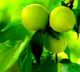 青梅什么時(shí)候成熟？青梅幾月份成熟？