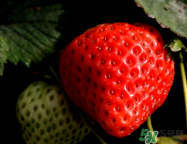 草莓為什么不甜？草莓不甜怎么辦？