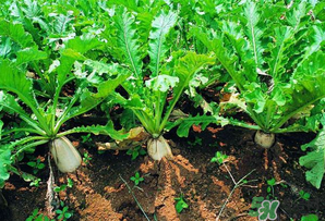 四月份可以種蘿卜嗎？4月份可以種蘿卜嗎？