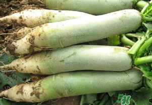 四月份可以種蘿卜嗎？4月份可以種蘿卜嗎？