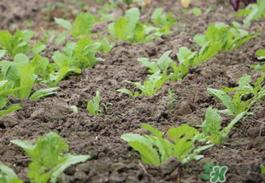 四月份可以種蘿卜嗎？4月份可以種蘿卜嗎？